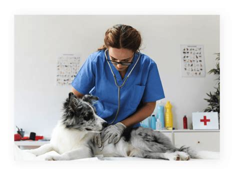 Although each animal is unique, there are several common indications that your pet may be in serious distress and in need of emergency care. About Pet Clinic - Cura HealthCare WordPress Theme