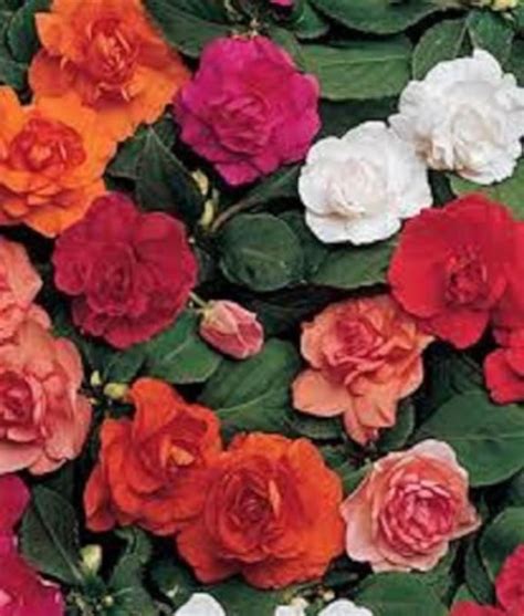 25 Impatiens Seeds Double Mix Flower Seeds Etsy
