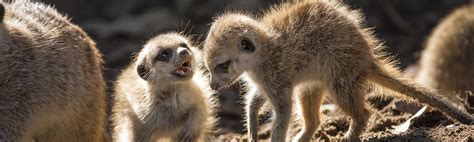 Tiny Mighty Meerkats San Diego Zoo Wildlife Alliance Stories
