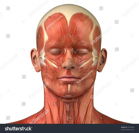 Full human body diagram human anatomy with front view of full body stock photo image of. Male Head Muscular System Anatomy Frontal Stock Illustration 79793650 - Shutterstock