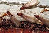 Termite Pictures