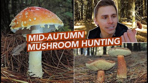 Mid Autumn Mushroom Hunting Youtube