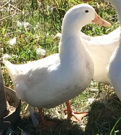 Breeding Quad Of White Layer Ducks Outside Nanaimo Parksville Qualicum