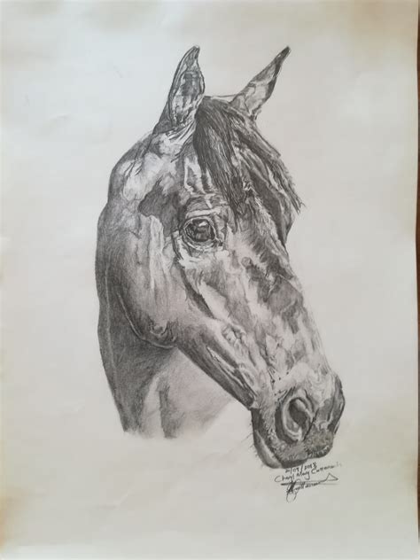 A3 Pencil Drawing Thoroughbred Horse Artwork By Commission