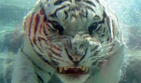 Amazing Pics White Bengal Tiger Underwater Express Yourself