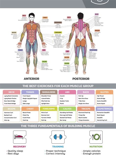 The Different Muscles In The Human Body Gym Workout Chart Gym Workout