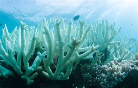 Réchauffement climatique Le blanchissement des récifs coralliens s accélère et inquiète les