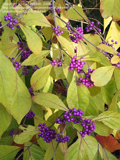 Plantfiles Pictures Callicarpa Beauty Berry Beautyberry Profusion