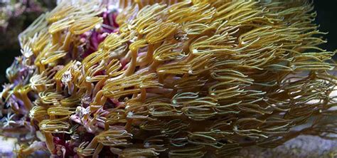 Blue Coral And Pipe Organ Coral Tropical Fish Hobbyist Magazine