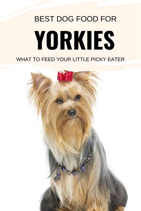 In general, the best way to transition your dog to a new food is to start small. Best Dog Food for Yorkies - What to Feed Your Little Picky ...