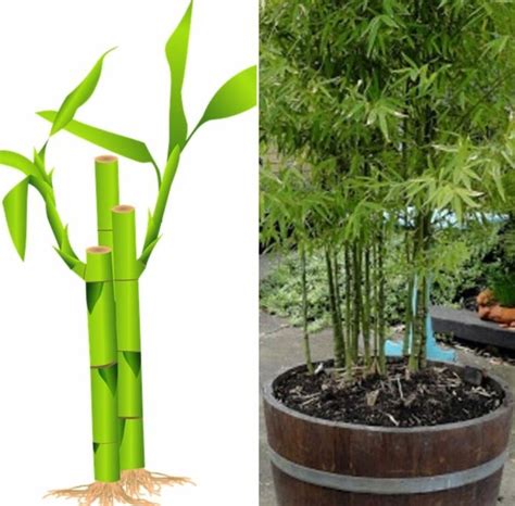 Growing Bamboo Plants In Containers Backyard Terrace Gardening Tips