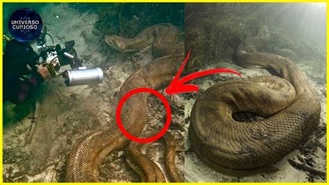 Monstros Do Mar Reais