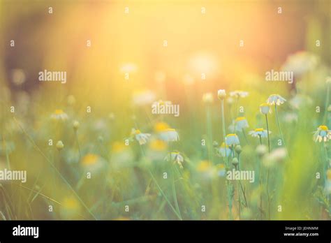 Nature Of Background Hi Res Stock Photography And Images Alamy