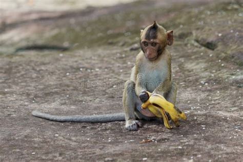 Portrait Of Cute Baby Monkey Eating Banana Stock Photo Image 60404850