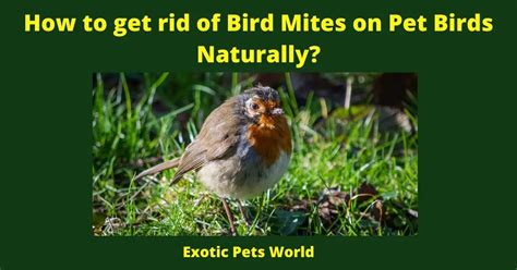 How To Get Rid Of Bird Mites On Pet Birds Naturally Pet Bird