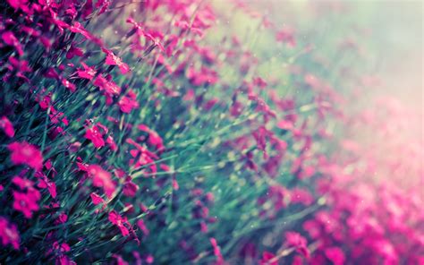 Pink Cluster Flower Field Photography Hd Wallpaper Wallpaper Flare