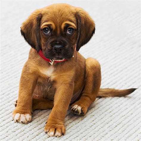Migliaia di annunci di cuccioli di cane da adottare e in regalo da privati e canili. Come scegliere la razza di cane - Animali con la