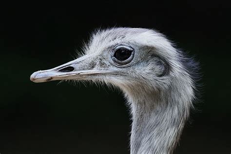 Strauss Portrait Foto And Bild Tiere Zoo Wildpark And Falknerei Vögel