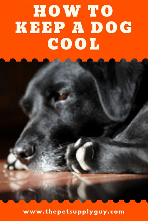What's the best way to cool a dog in the shower? How to Keep a Dog Cool in a Hot House | Dogs, Cool stuff ...