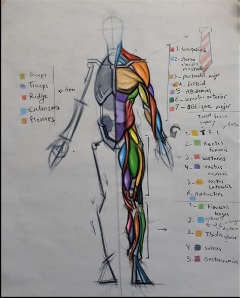Drawing Poses Drawing Tips Drawing Tutorials Muscle Anatomy Anatomy
