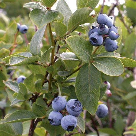 Southern Highbush Blueberry Biloxi Vaccinium Corymbosum My Garden