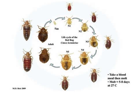Bed Bug Life Cycle Egg Production Nymph Development And Life Span