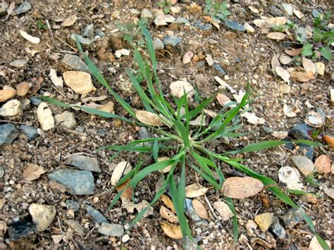 Crabgrass Digitaria Spp Seedling Sierra Foothill Garden