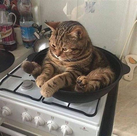 Derpy Cat On A Pan Ranimalsbeingderps