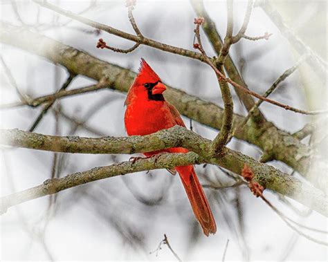 Christmas Cardinal Photograph By Deb Henman Fine Art America