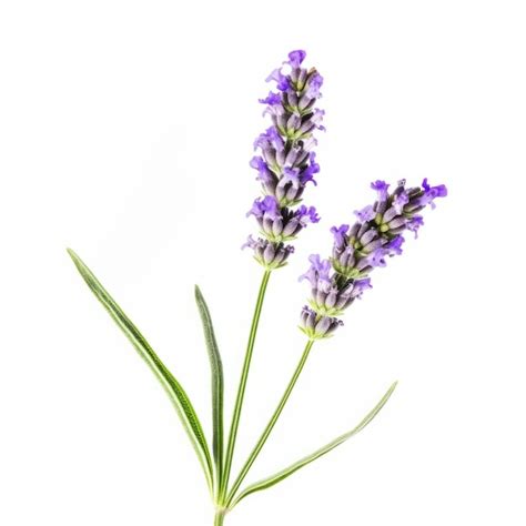 Premium Ai Image Lavender Flower Isolated Illustration Ai Generative