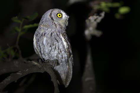African Scops Owl Otus Senegalensis At Kruger National P Flickr
