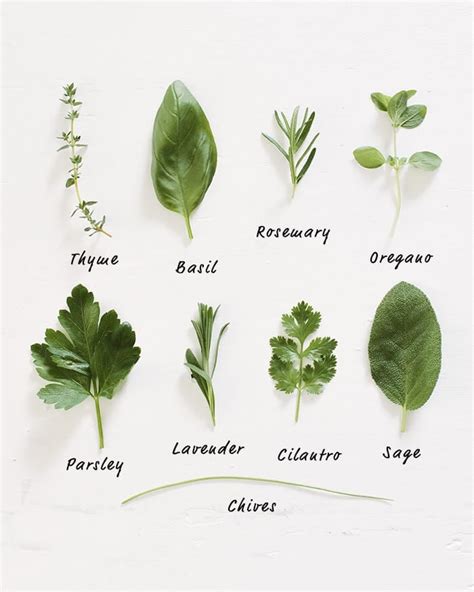 How To Grow Herbs A Couple Cooks