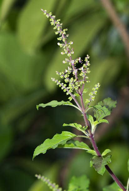 Tulsi Plant Stock Photos Pictures And Royalty Free Images Istock