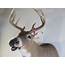 Whitetail Deer Shoulder Mount DW 113 – Mounts For Sale