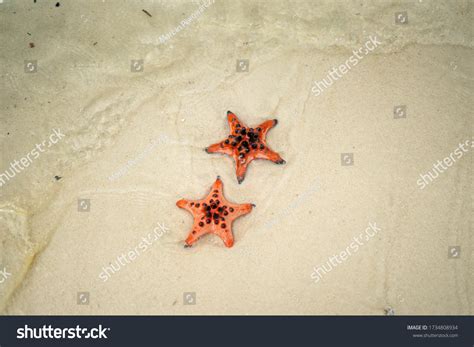 Starfish Laying On Sand Visible Through Stock Photo 1734808934