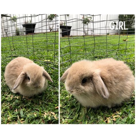 Holland Lop Rabbits For Sale Downey CA