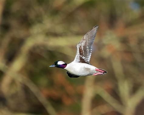 Male Bufflehead Duck Flying Along Solo Photograph By Steve Samples