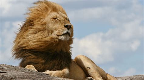 Why Do Lions Have Manes Primenewsprint