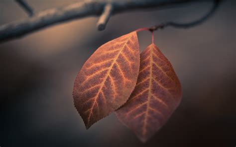 Wallpaper Sunlight Leaves Nature Reflection Branch Light Tree