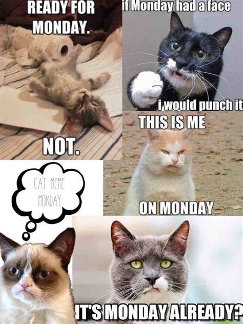 Funny Monday Mornings Cat Memes Cats Monday Humor