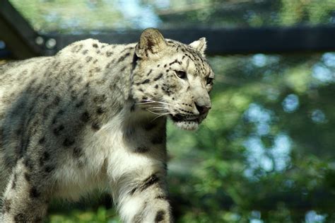 Snow Leopard Räuber Große Katze Kostenloses Foto Auf Pixabay Pixabay