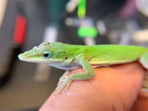 Gainesvilles Native Green Anoles Move Higher In Trees Face Threats