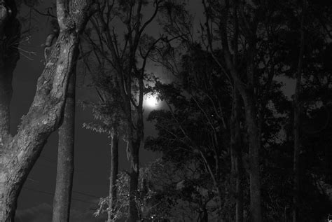 Forest At Night Free Stock Photo - Public Domain Pictures