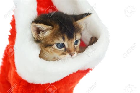Get the best deals on christmas fancy hats. cute kittens wearing Christmas hats - Cute Kittens Photo ...
