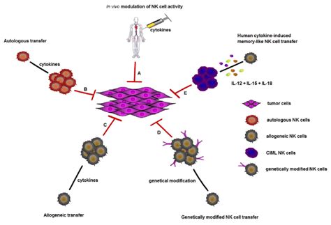 Color Online Schematic Diagram For Cancer Immunotherapy By Nk Cells