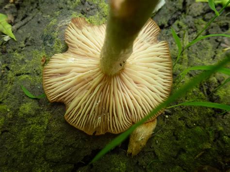 Ne Ohio Orange Mushroom Mushroom Hunting And Identification