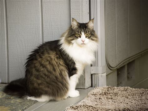 13 Cat Breeds With Ear Tufts With Pictures Excited Cats