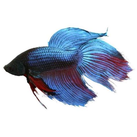 It's a common misconception that betta fish are very simply there are quite a few different factors of betta fish ownership beyond the cost of the actual fish that will cost you money. Male Assorted Siamese Betta 6cm