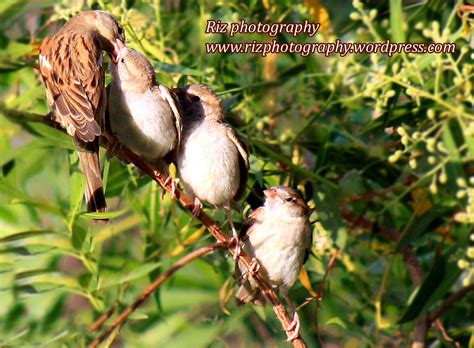 353 free images of mother bird. Mother Bird Feeding Baby birds | Amazing moment. In the morn… | Flickr