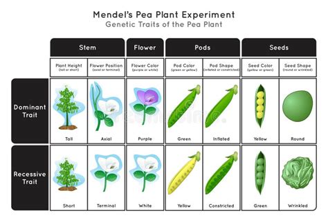 Genetic Trait Pea Plant Mendel Experiment Infographic Diagram Stock